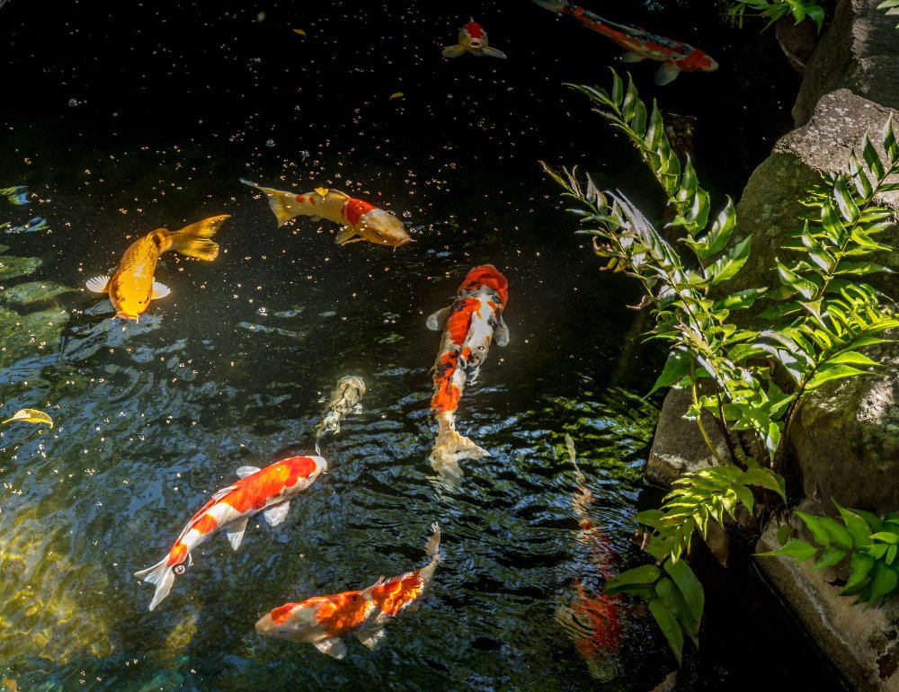 what does the koi fish represent
