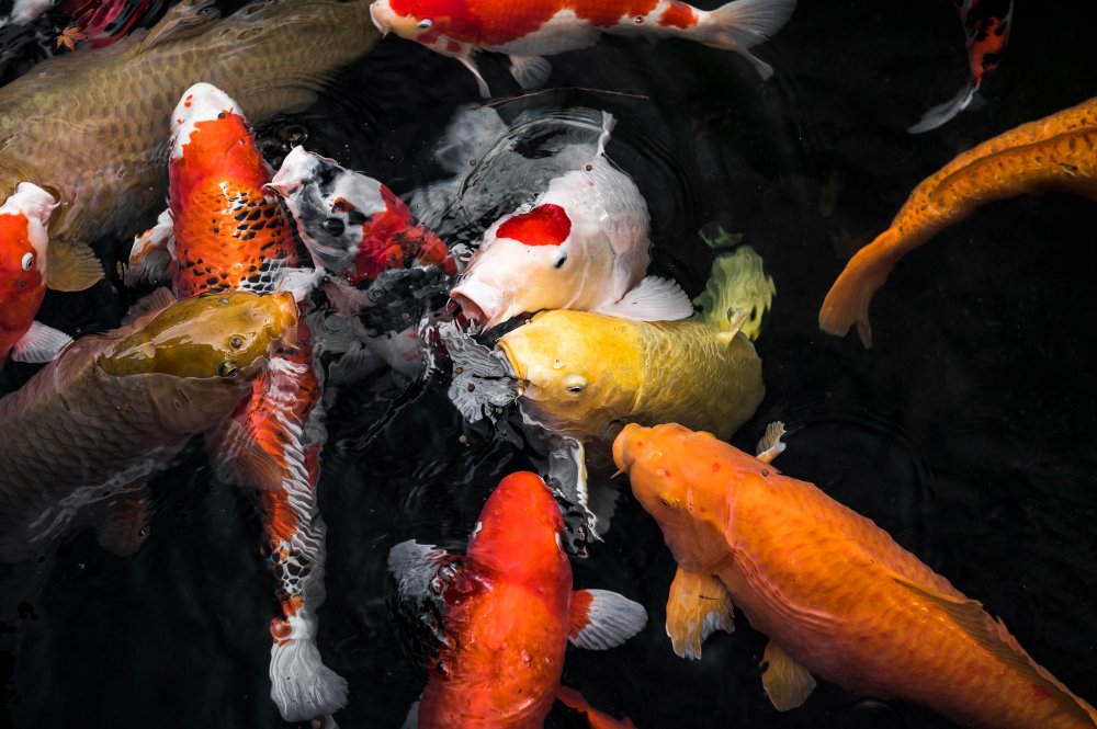 how old can koi fish live