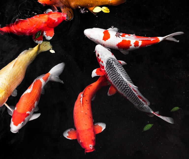 how fast do koi fish grow