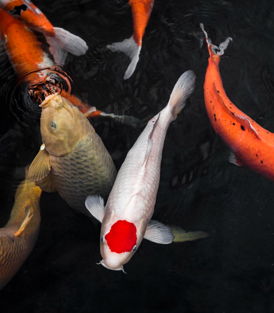 koi fish size