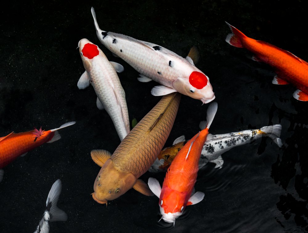 koi fish fin