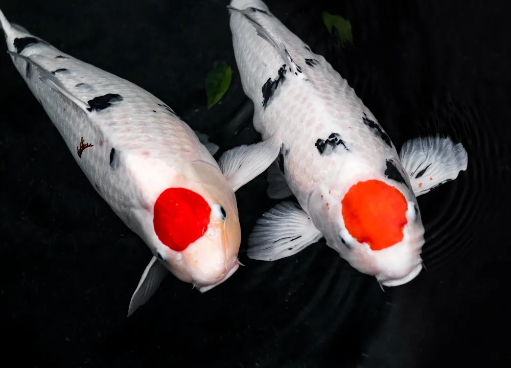 Why Are Koi Fish So Expensive? tancho sanke 