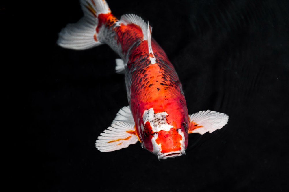 male koi fish