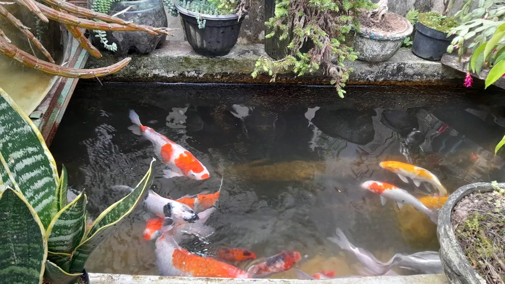 above ground koi pond 