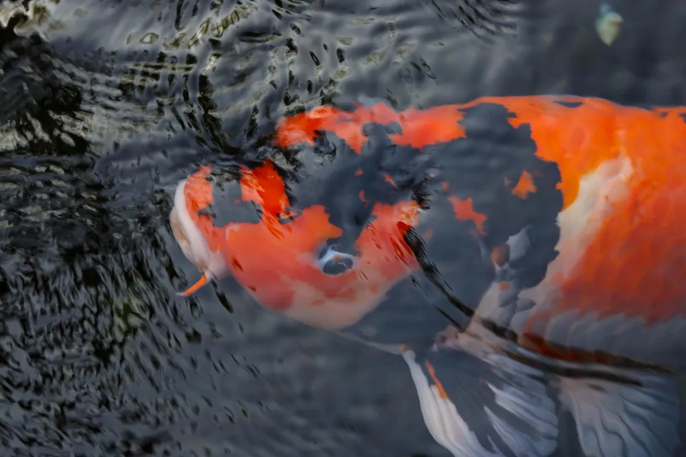 Why Are Koi Fish So Expensive?