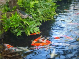 backyard koi pond ideas