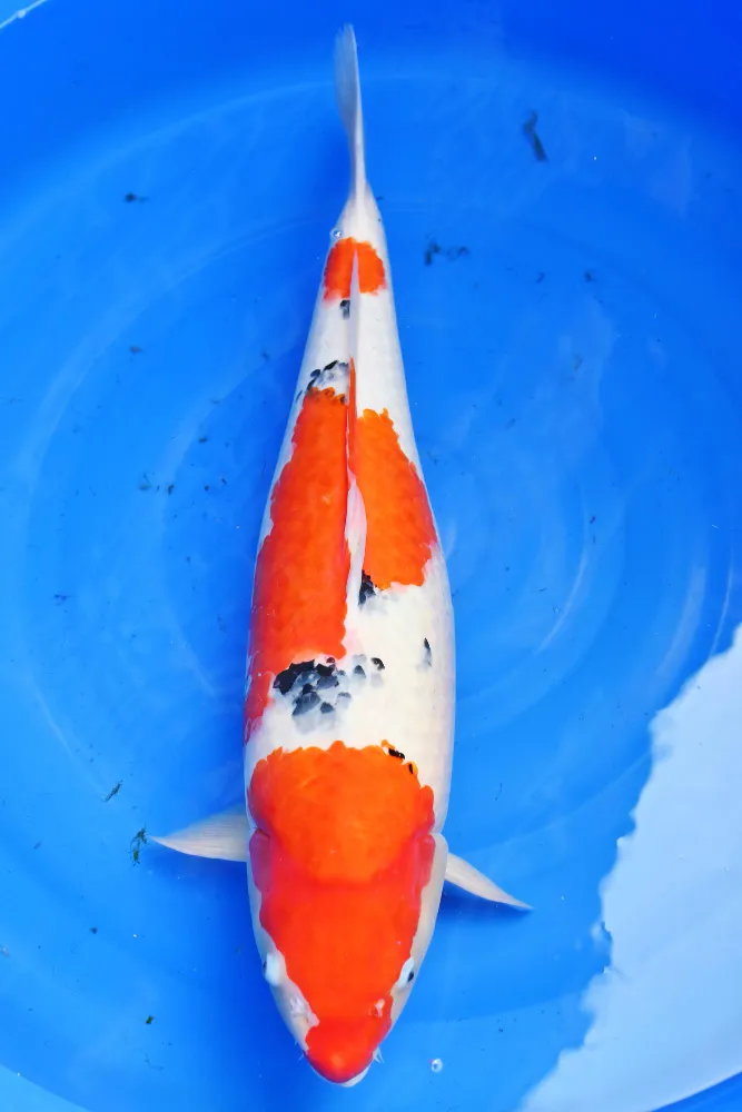 Characteristics of Koi Fish sanke koi fish 