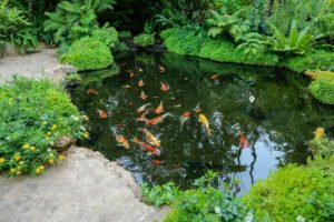 The Essential Guide to Koi Pond Plants