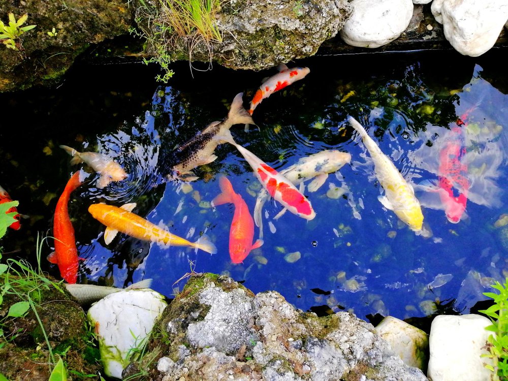 koi fish habitat