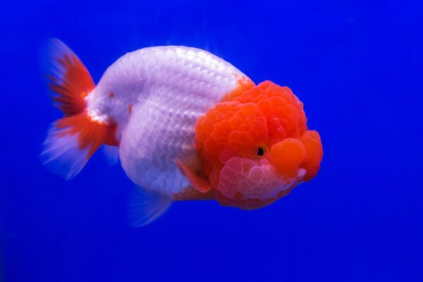 Koi-pattern fancy goldfish with bold red, white, and black markings similar to Kohaku koi