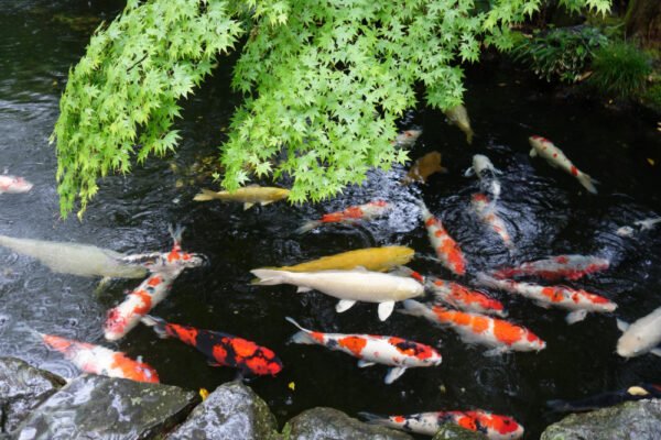 How Much Do Koi Fish Cost? Complete Pricing Guide