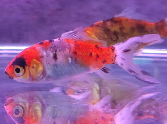 shubunkin goldfish