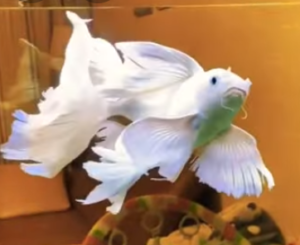 angel butterfly koi fish