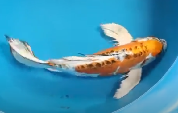 Butterfly koi Add Magic to Your Pond: Butterfly Koi Care Guide 1