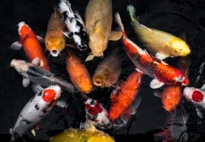above ground koi pond