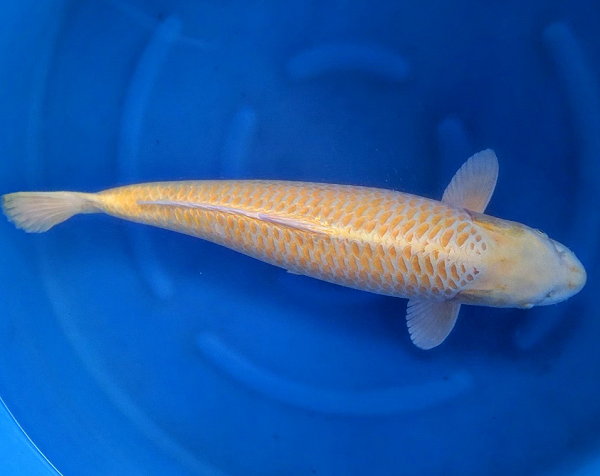 koi fish yellow yamabuki