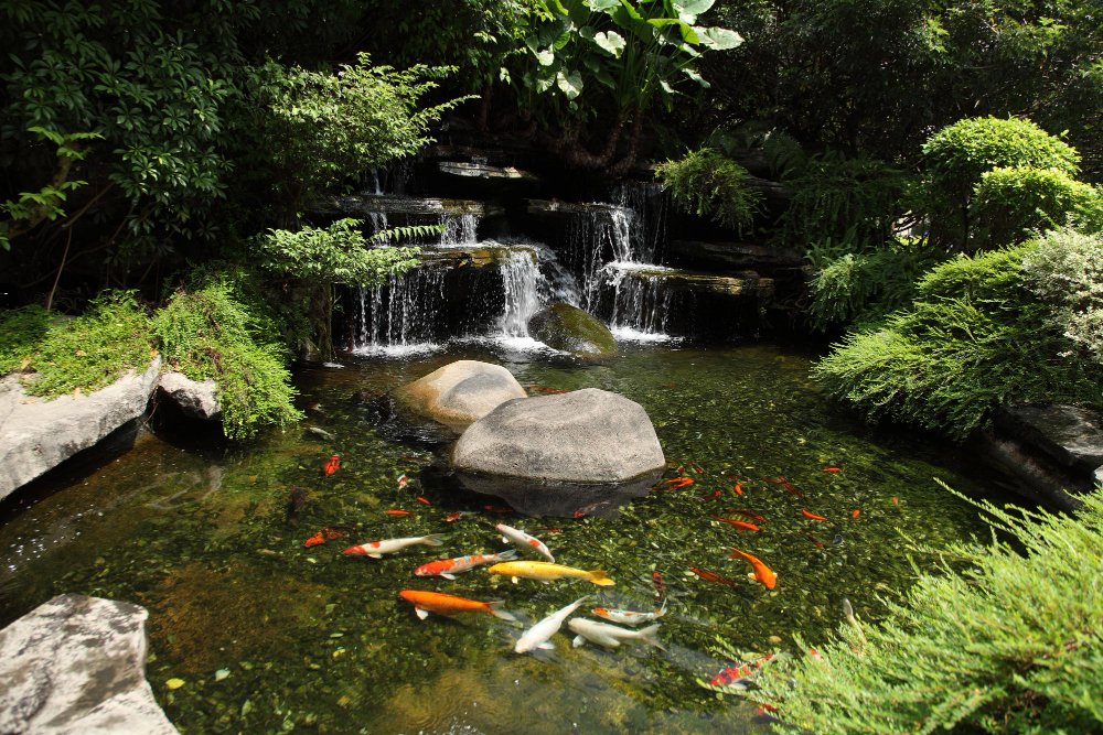 koi pond landscaping ideas