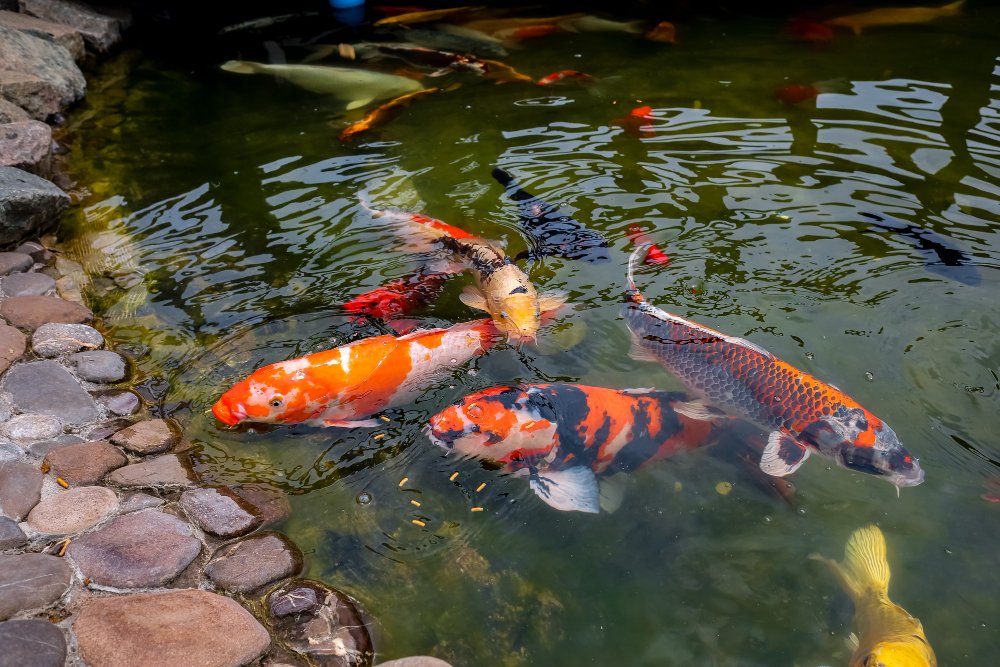 lucky number of koi fish in a pond