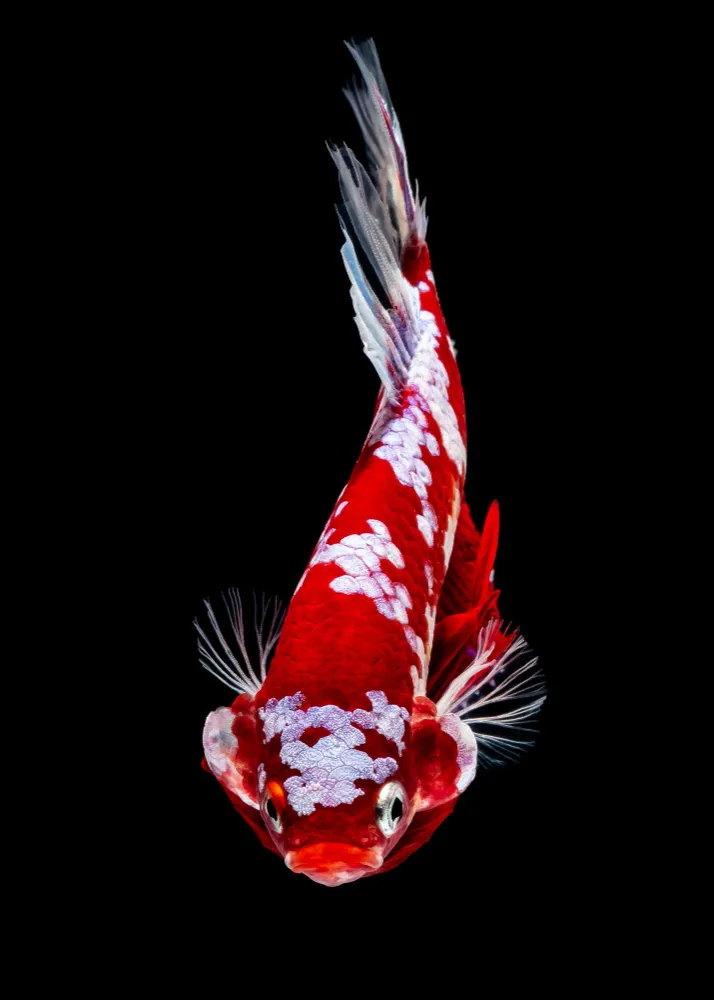 koi betta fish