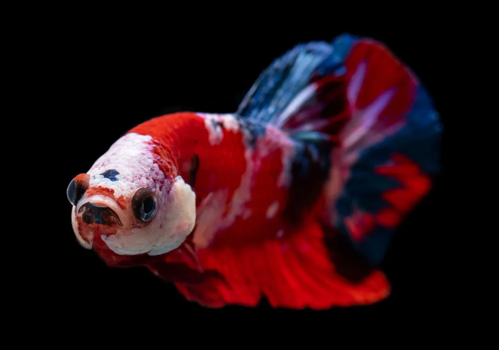 koi betta fish 