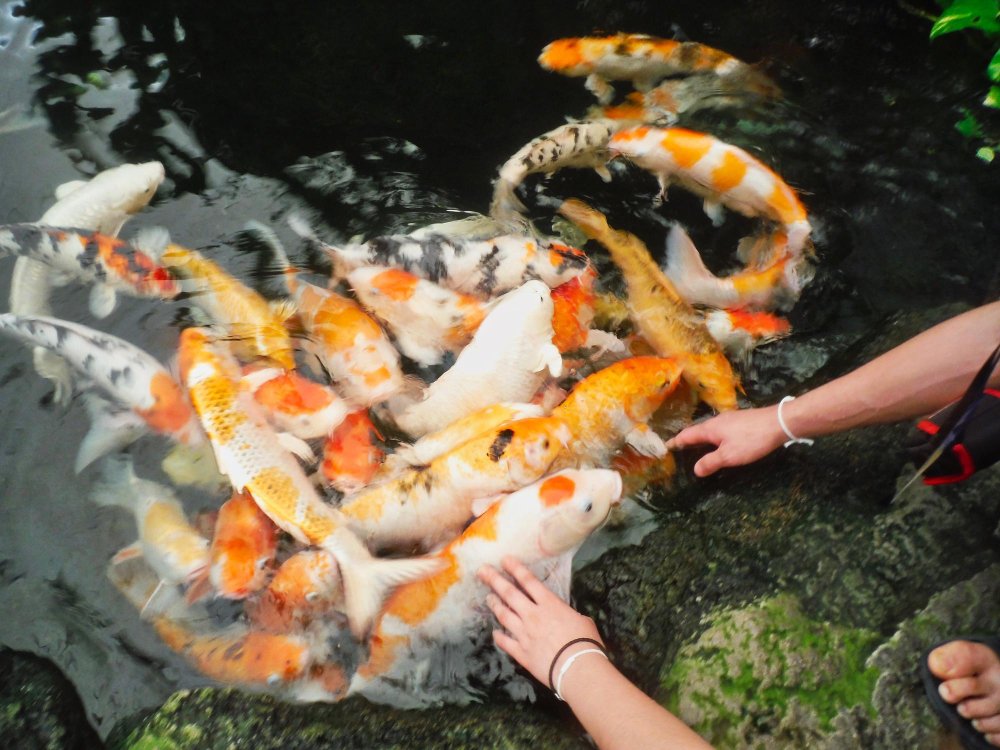 how to start a koi pond