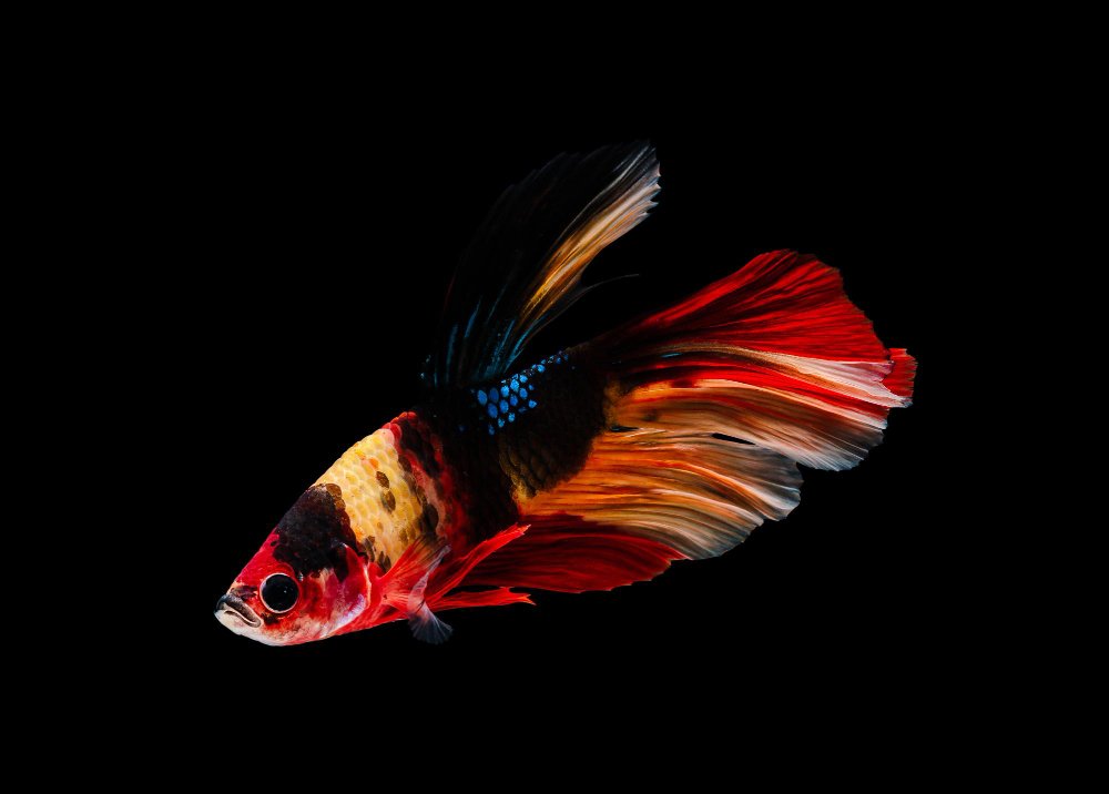 koi betta fish