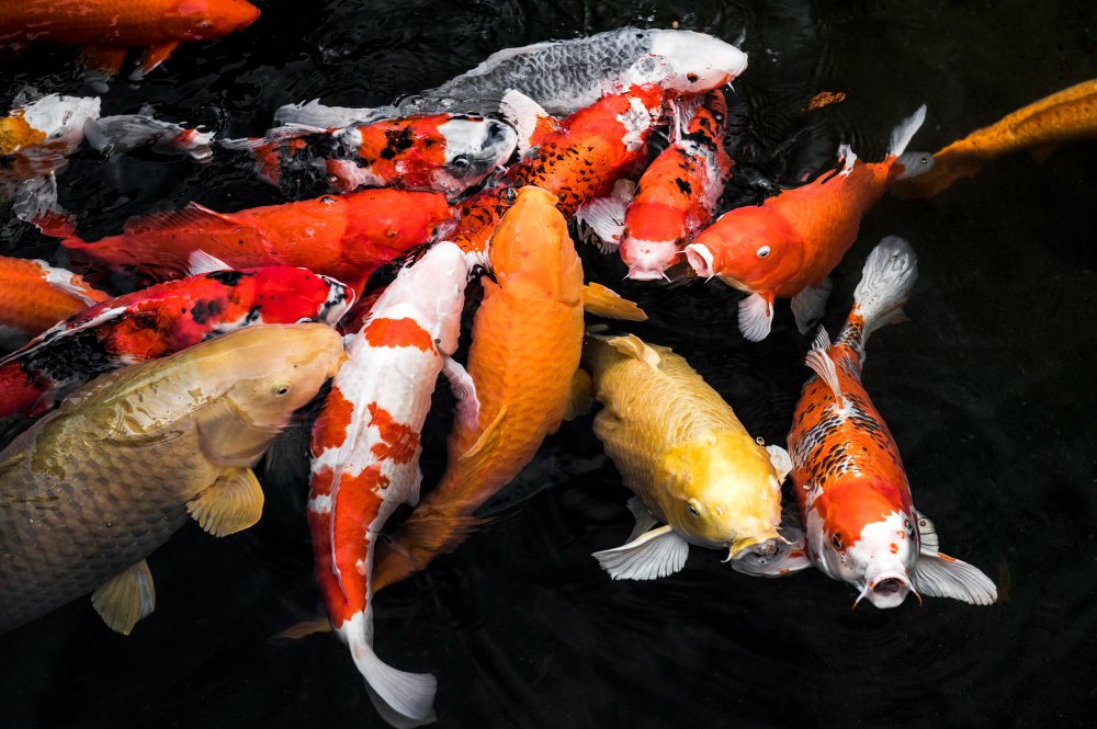 what do koi fish represent