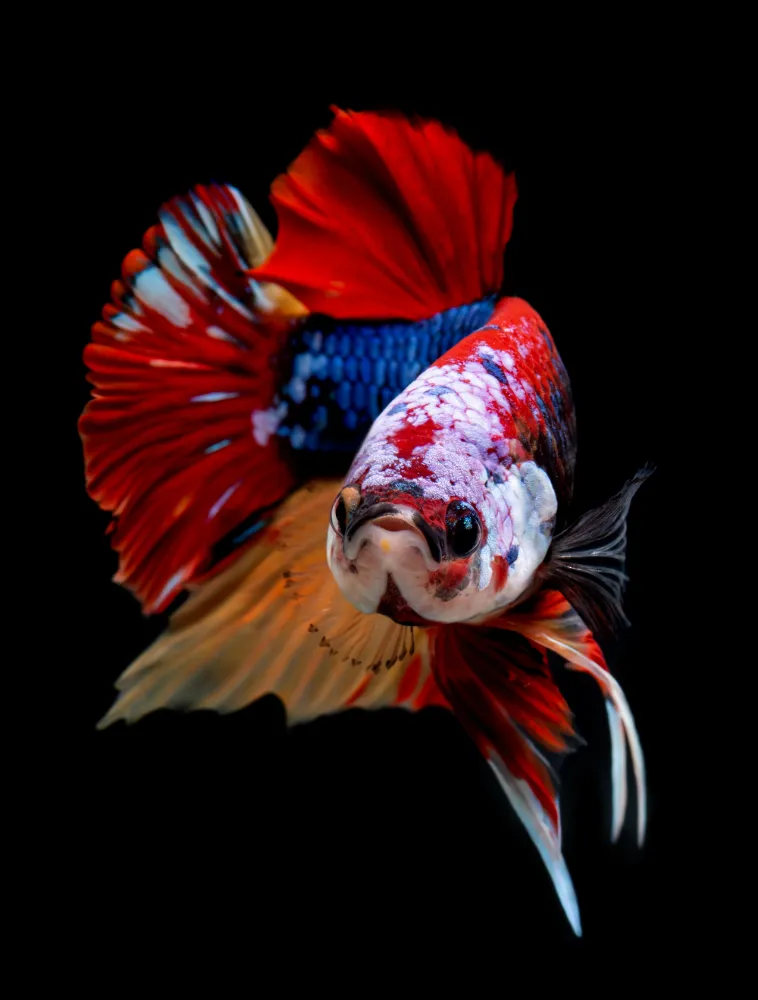 koi betta fish