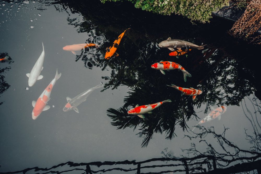 What Do Koi Fish Eat in the Wild?