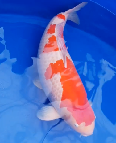 most expensive koi fish ever sold