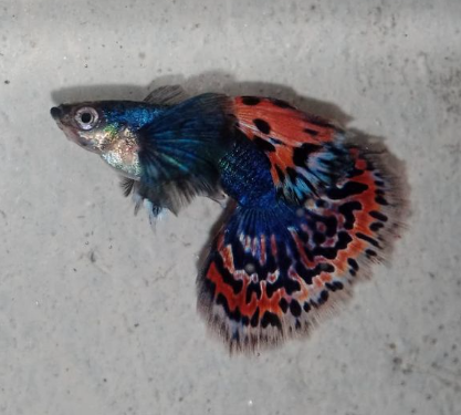 dumbo ear mosaic guppy