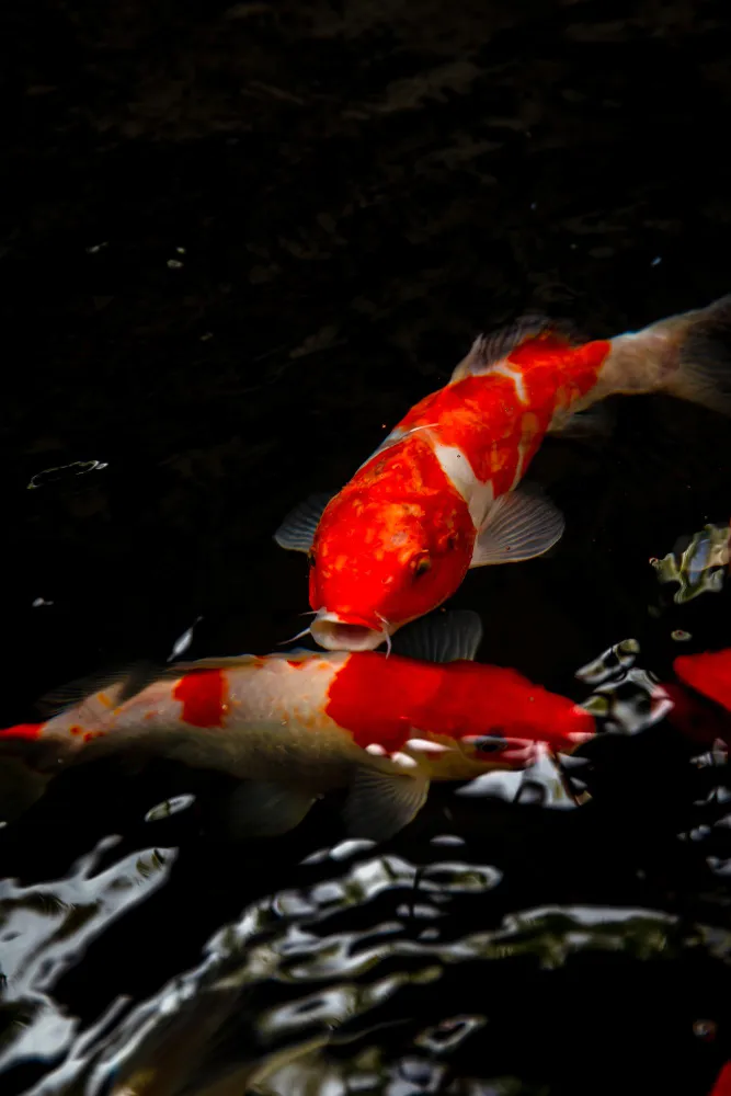 koi fish colors red koi 