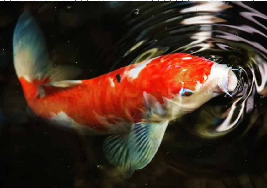 Why Koi Fish Are Symbols of Good Luck and Prosperity