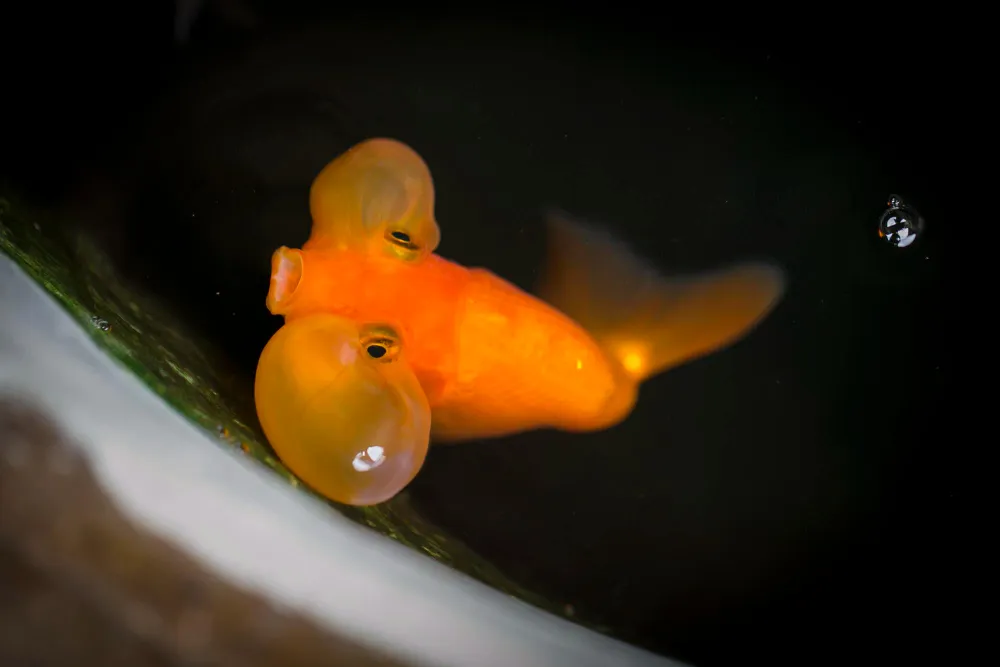 How to Make Goldfish Grow Faster star gazer bubble eye goldfish 