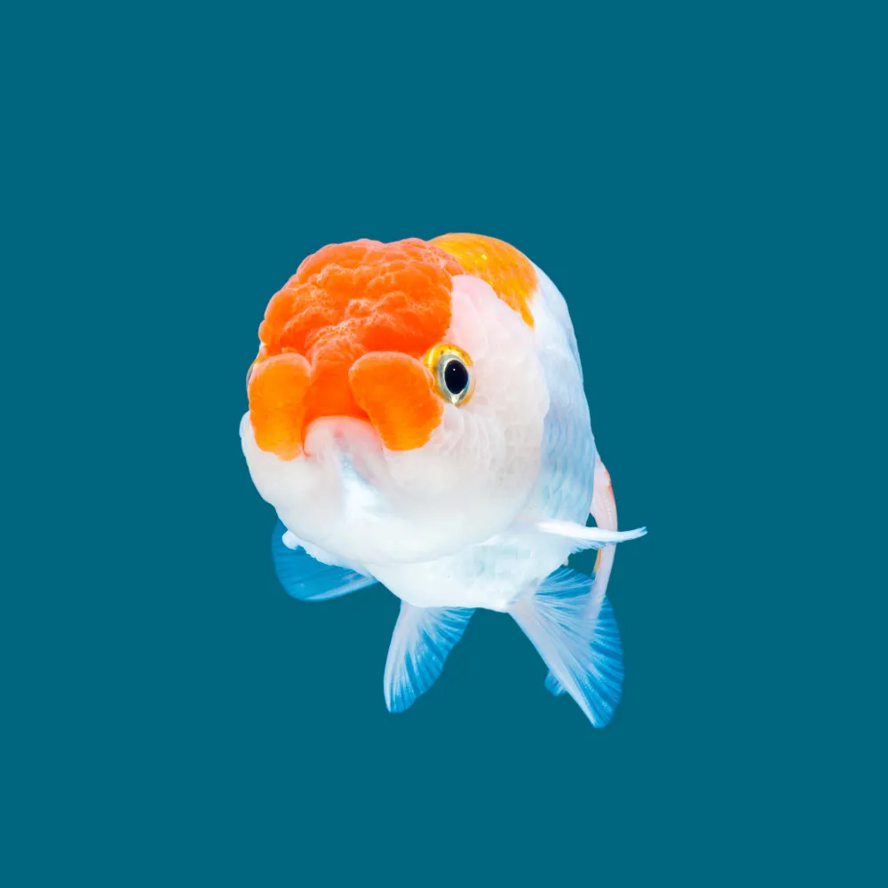 How to Make Goldfish Grow Faster lionchu red white 