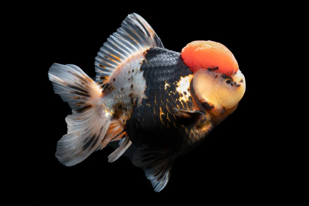 How to Make Goldfish Grow Faster tri color short bodied oranda 