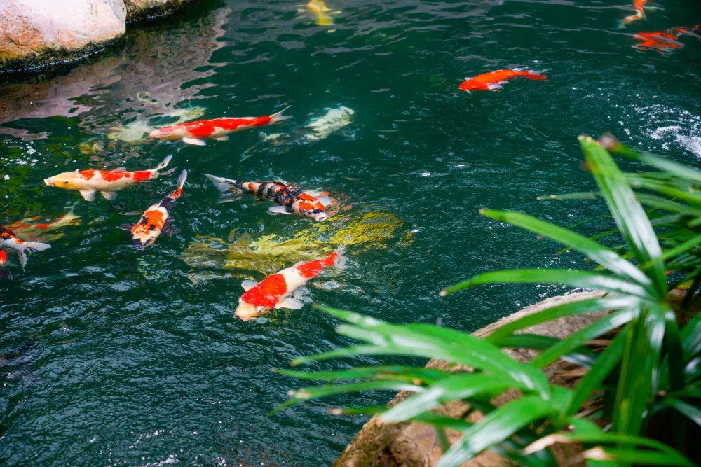 koi pond maintenance