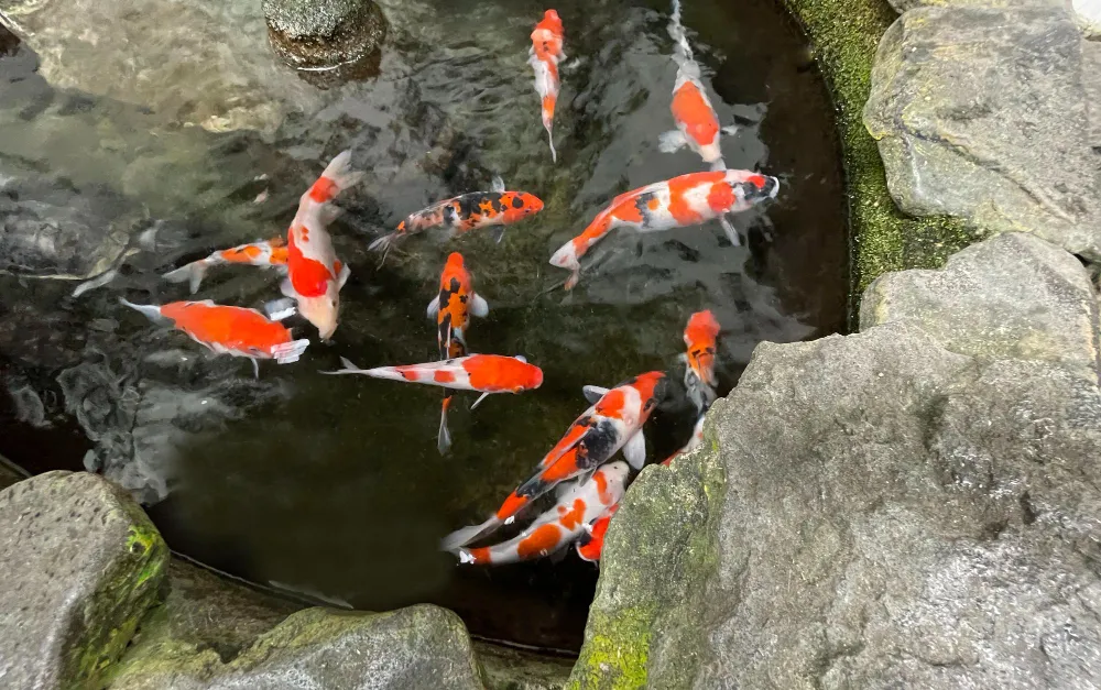 Seasonal Care for Your Koi Pond