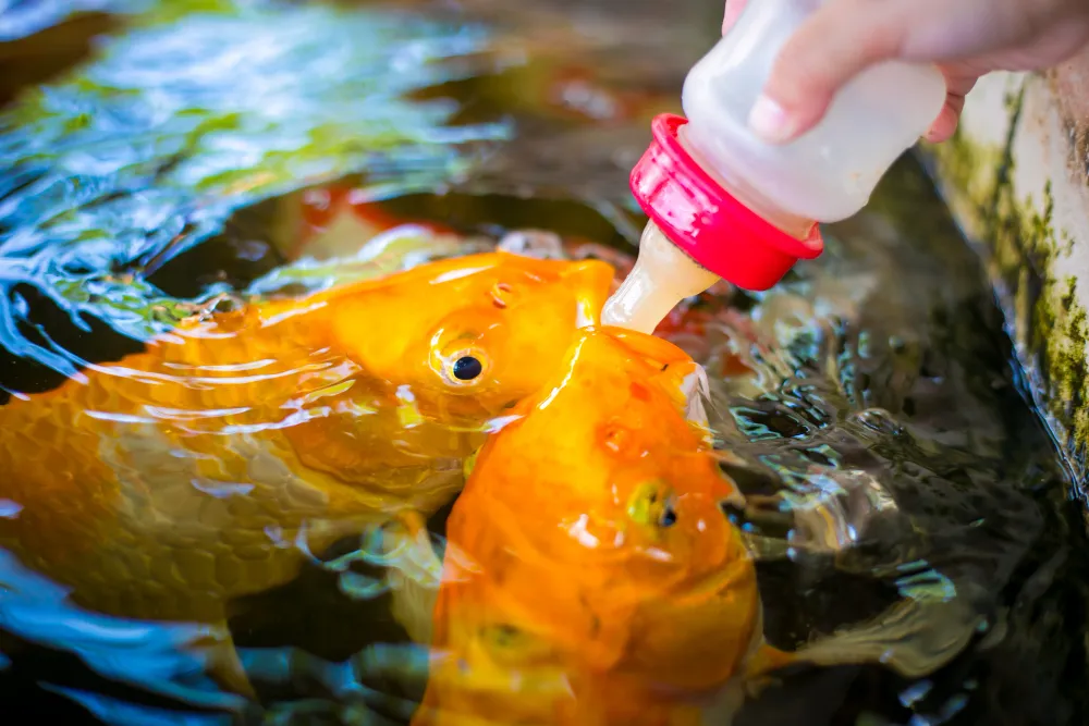 koi fish nutrition