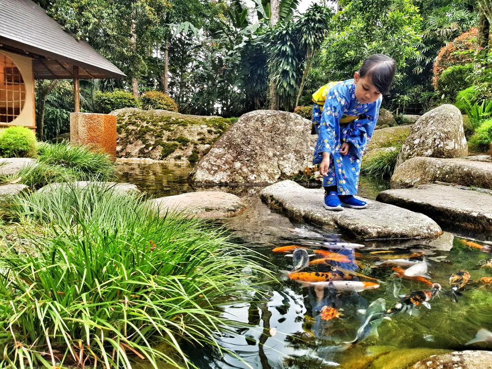 japanese girl feeding koi fish in japanese garden koi pond 