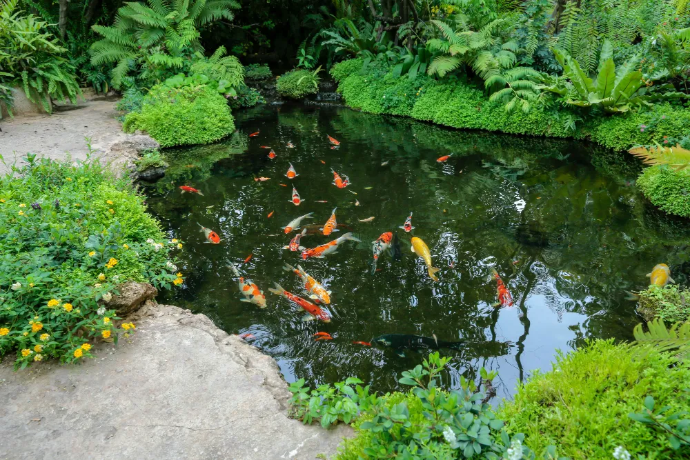 koi pond ideas