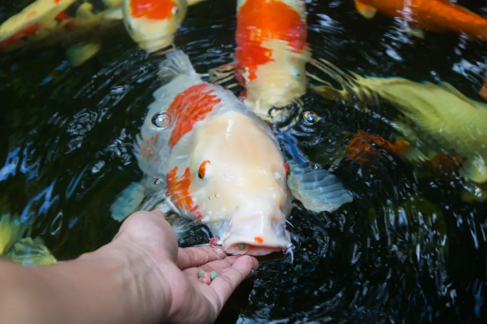 koi fish behavior