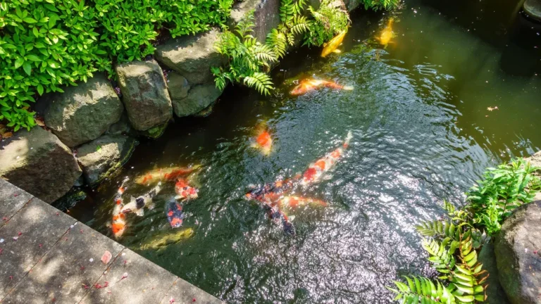 how to build a koi pond