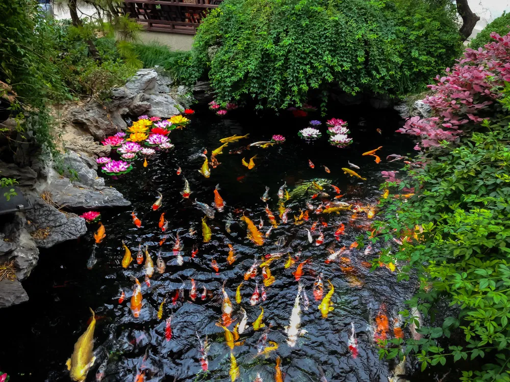 koi pond ideas