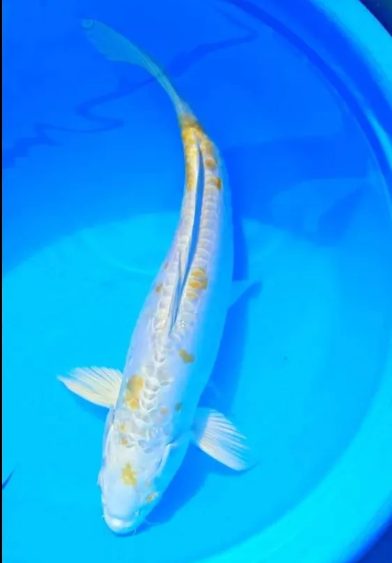 platinum hariwake koi