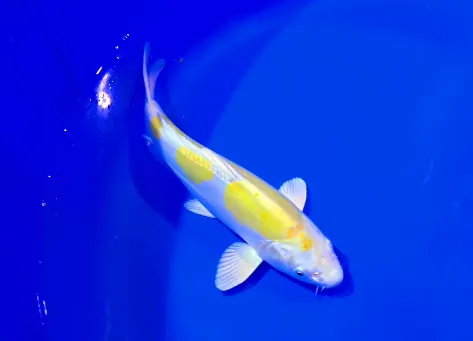 Doitsu lemon hariwake koi