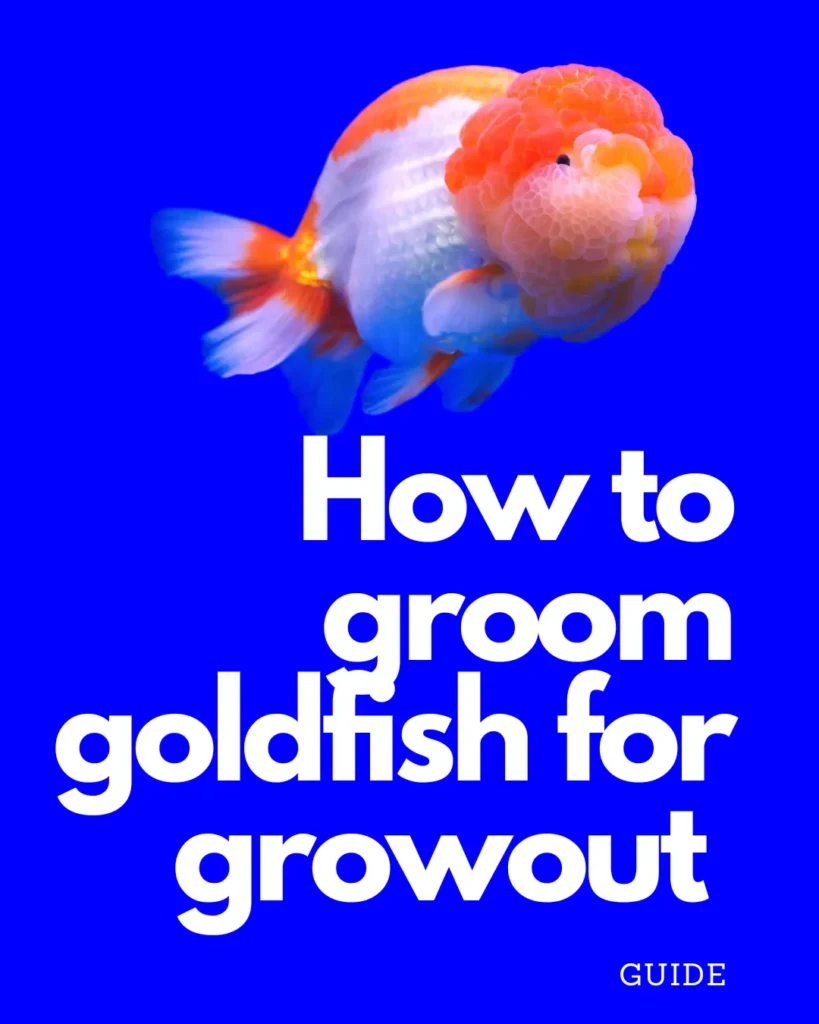 how to groom goldfish for growout e-book guide
