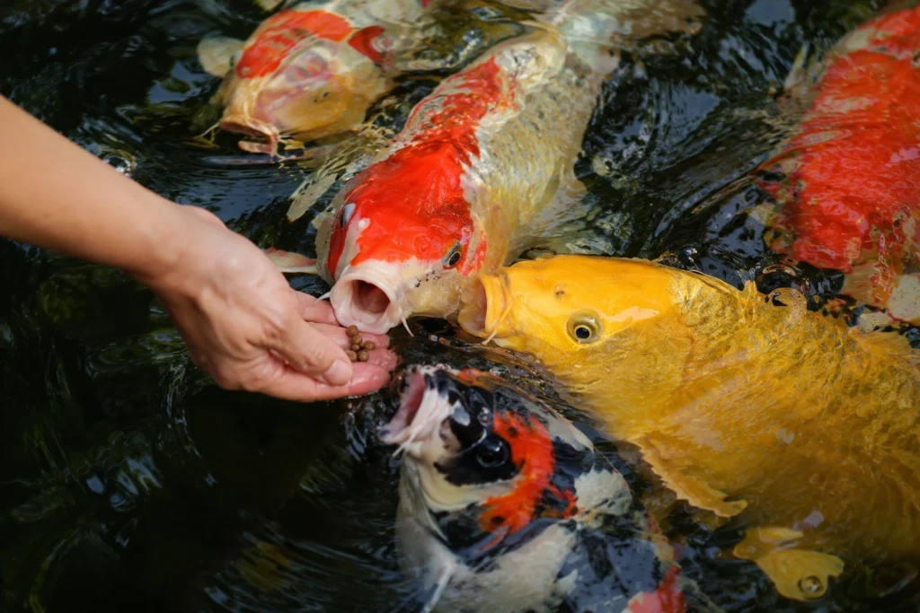 koi fish care guide tropical garden pond Philippines