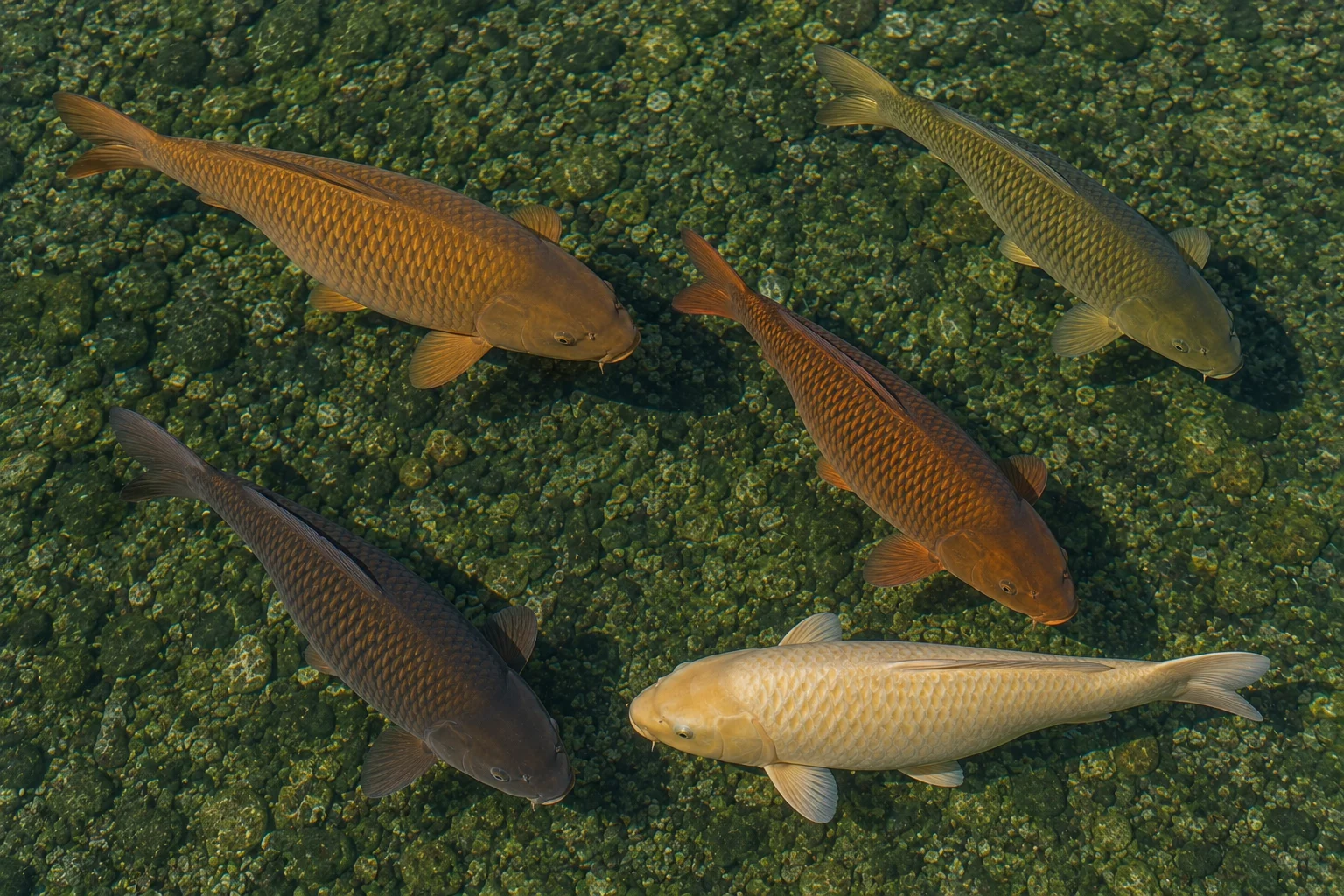 Five Chagoi koi color variants swimming together showing brown, olive green, bronze-copper, dark chocolate, and pale cream color variations with reticulated scale pattern