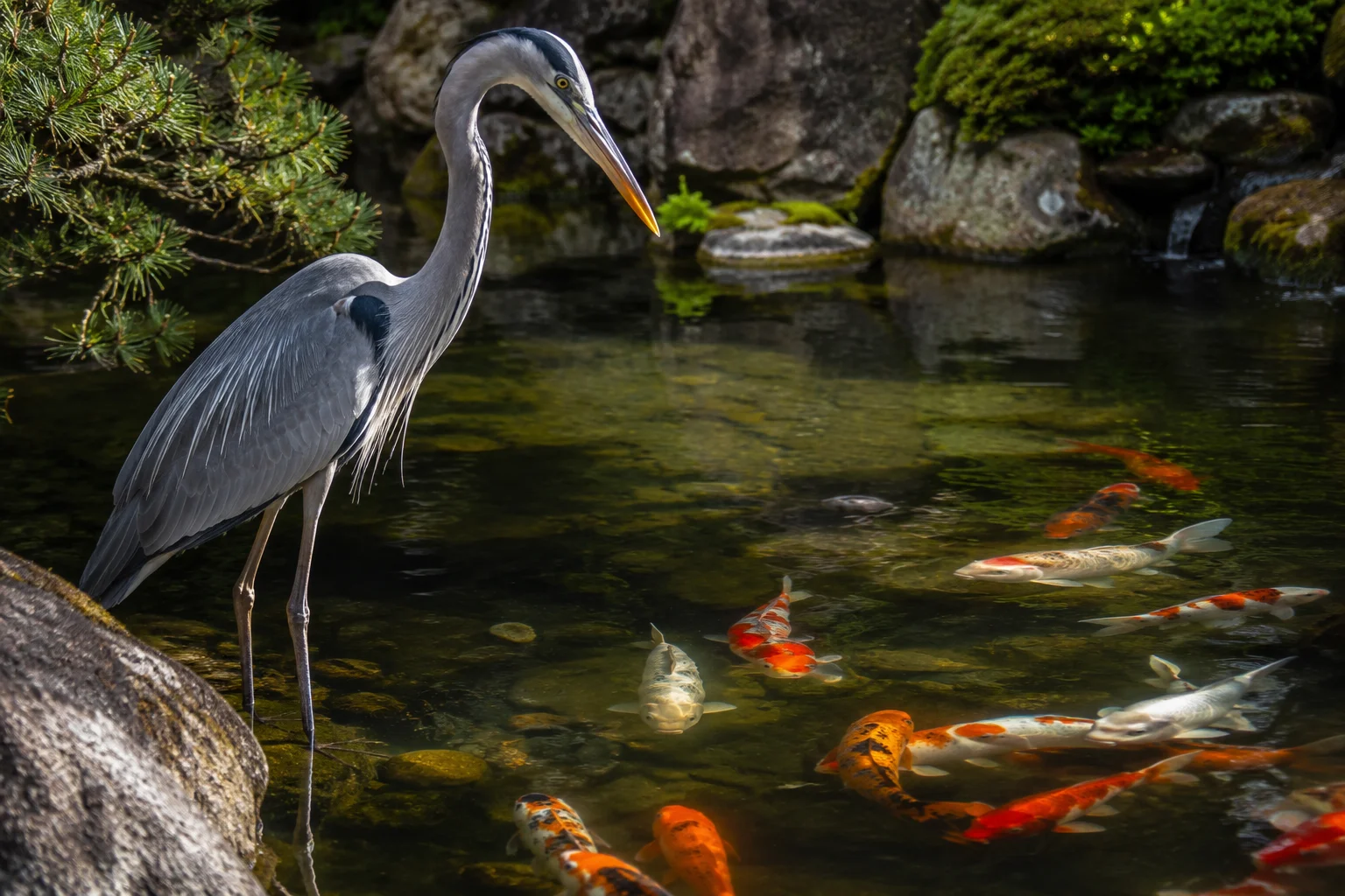 Deterring herons from koi pond — complete guide to 10 best heron deterrent methods including pond netting fish caves and motion activated sprinklers